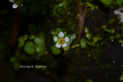 Parnassia mysorensis